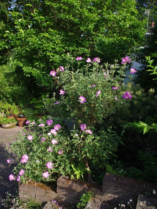 Cistus x argenteus 'Peggy Sammons'