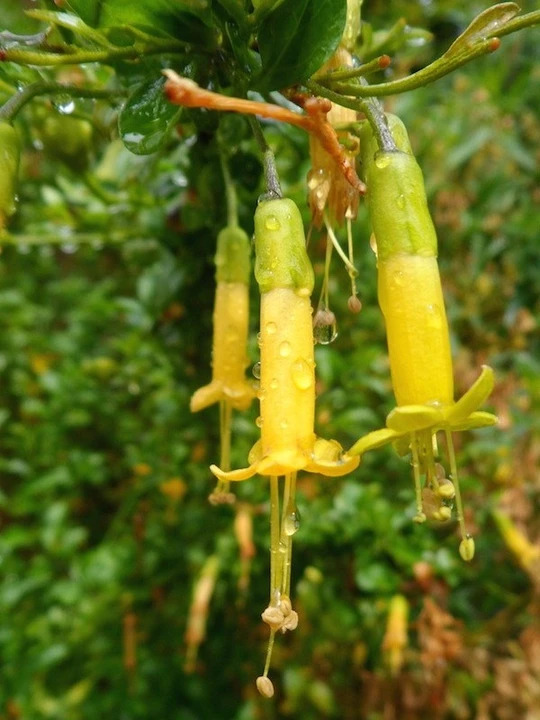 Vestia foetida