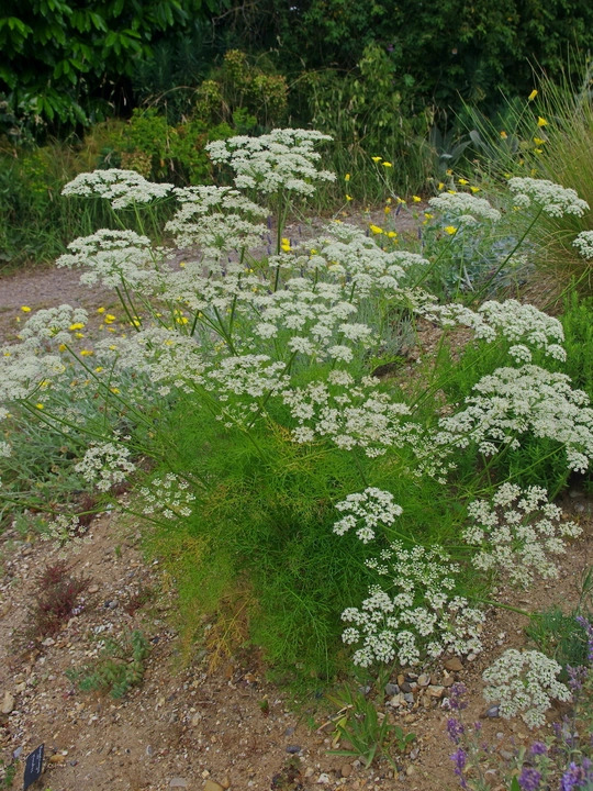 Peucedanum rablense