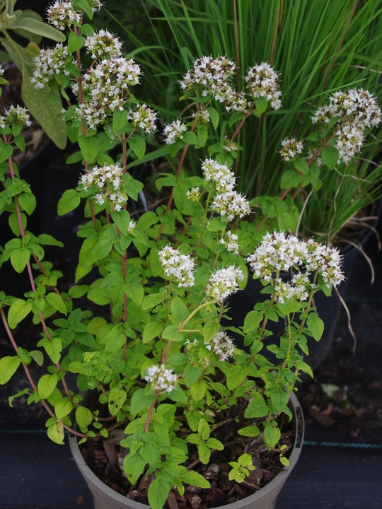 Origanum vulgare 'White Charm'