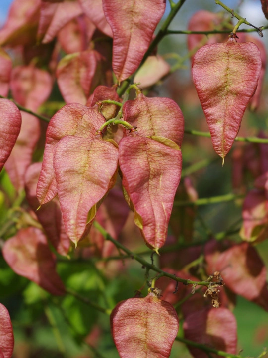 Koelreuteria paniculata