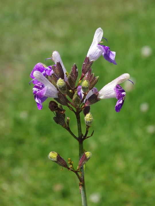 Salvia candelabrum
