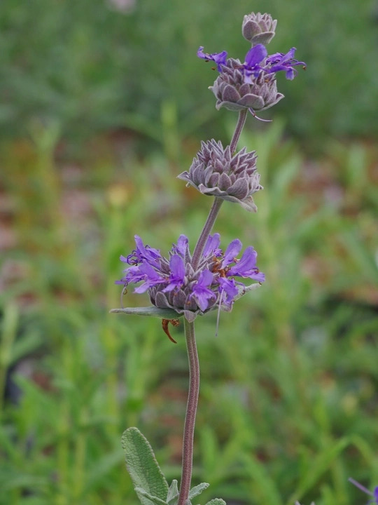 Salvia 'Aromas'