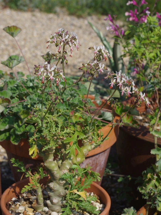 Pelargonium crithmifolium Seed Form