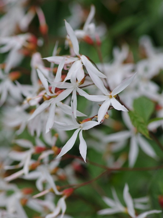 Gillenia trifoliata