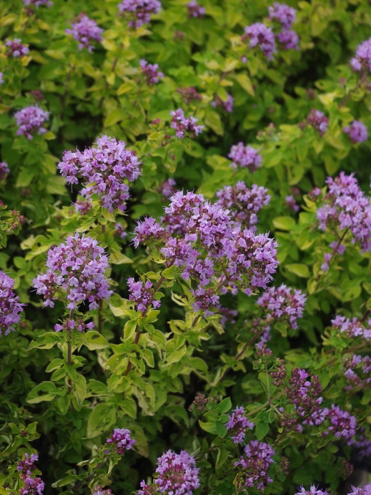 Origanum vulgare 'Pink Thumbles'