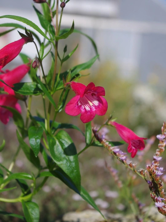 Penstemon 'Drinkstone Red'