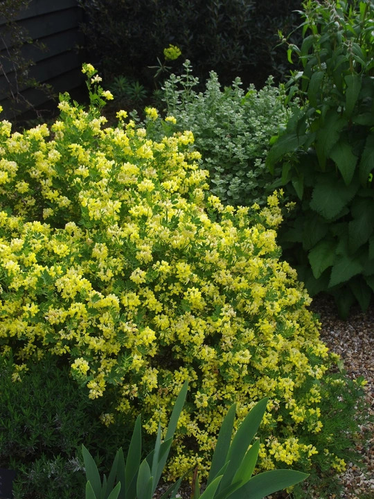 Coronilla valentina subsp. glauca 'Citrina'