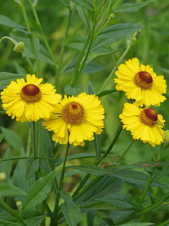 Helenium 'Riverton Beauty'