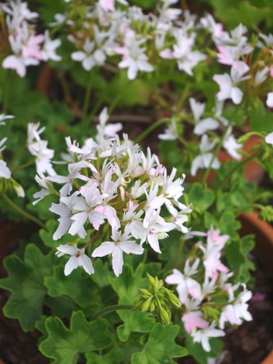 Pelargonium 'Arctic Star'