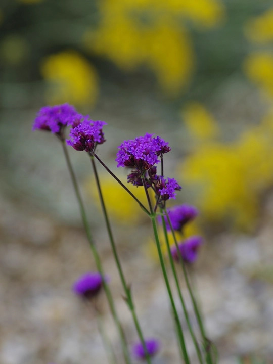 Verbena bonariensis 'Little One'