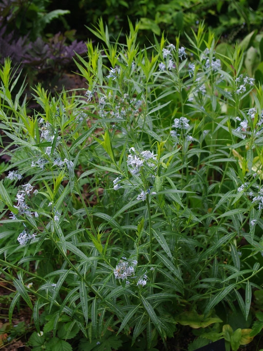 Amsonia illustris