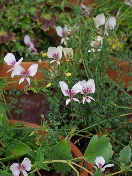 Pelargonium longicaule