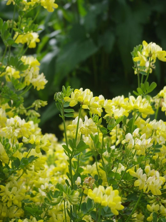 Coronilla valentina subsp. glauca 'Citrina'