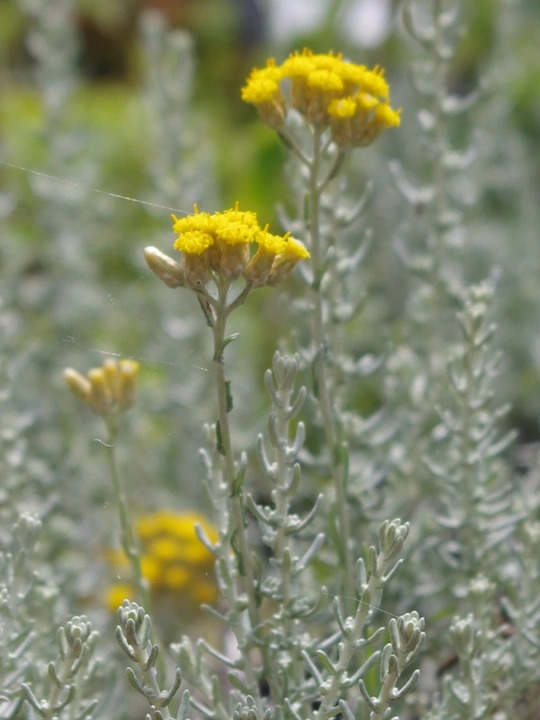 Helichrysum microphyllum