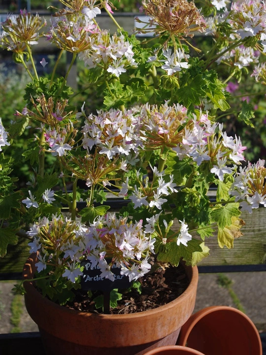 Pelargonium 'Arctic Star'
