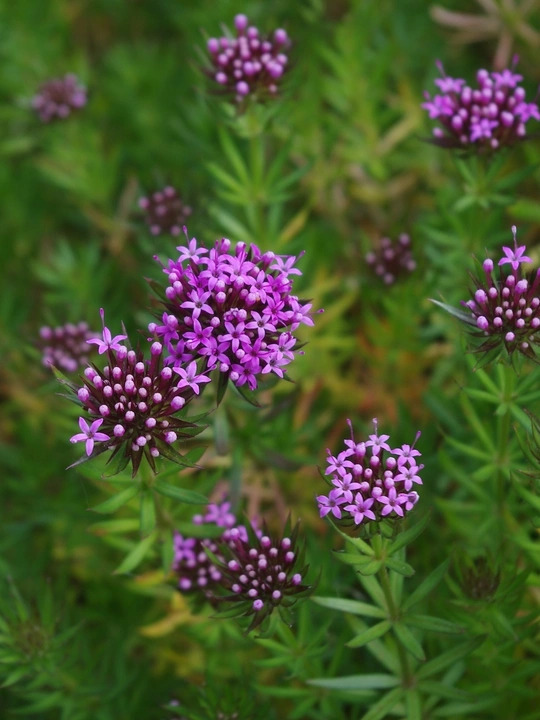 Phuopsis stylosa