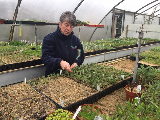 RHS Level 3 in Horticulture