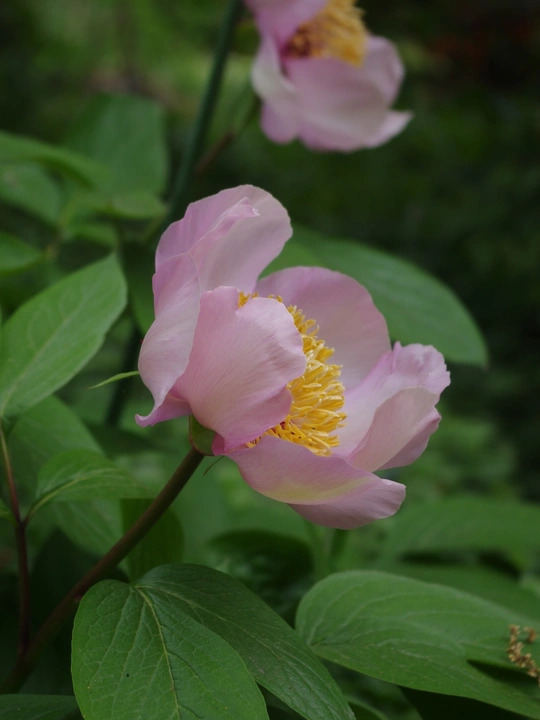 Paeonia 'Avant Garde'