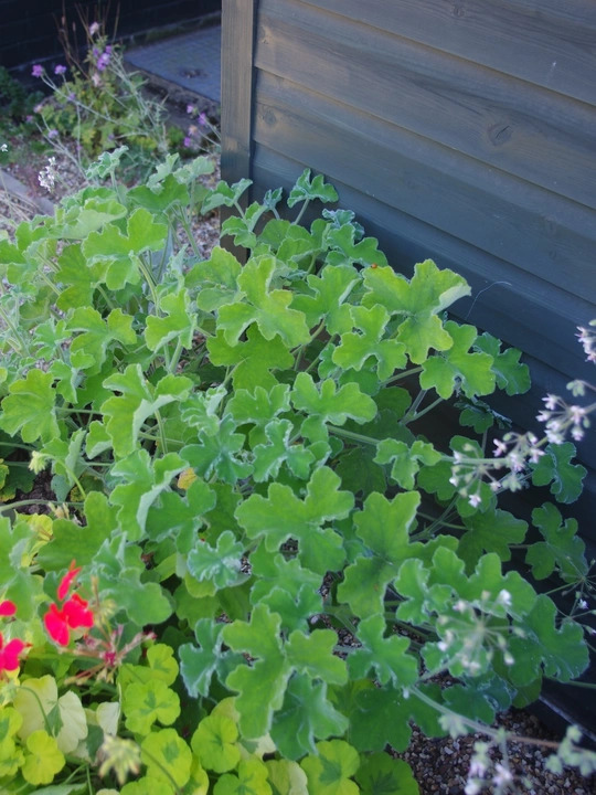 Pelargonium tomentosum