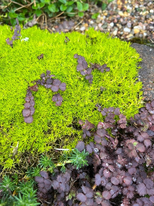 Sagina subulata var. glabrata 'Aurea'
