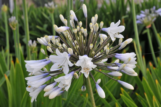 Agapanthus Enigma Beth Chattos Plants And Gardens