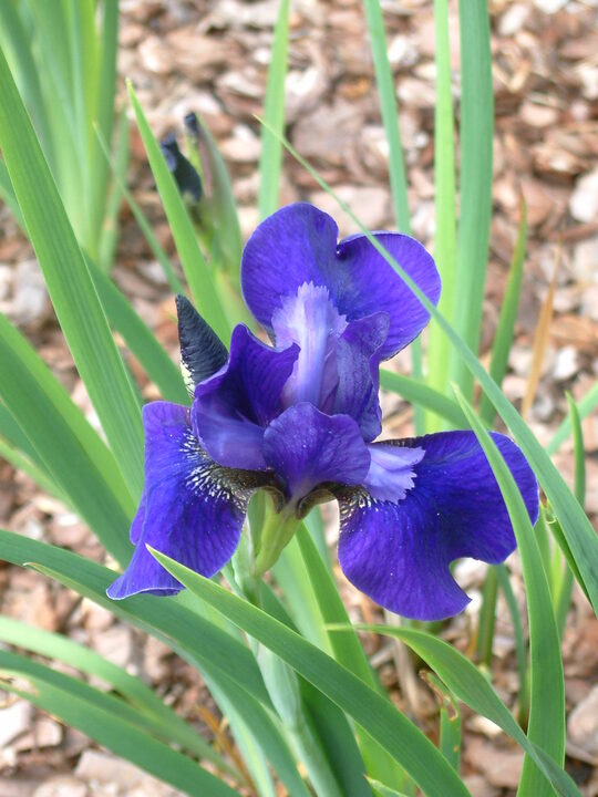 Iris 'Blue Burgee' (Sib) 