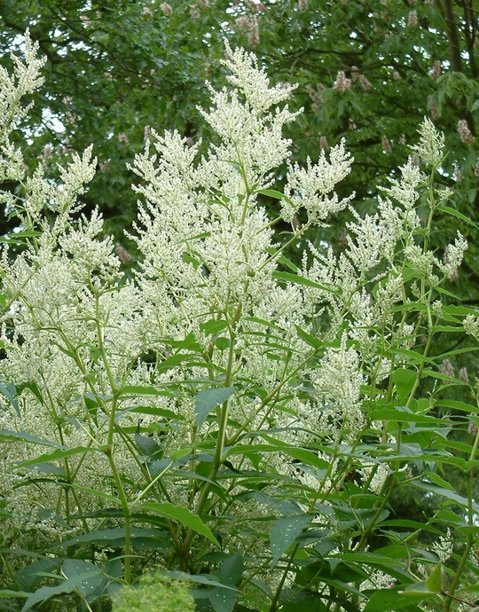 Persicaria alpina