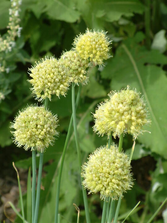 Allium obliquum (DB)