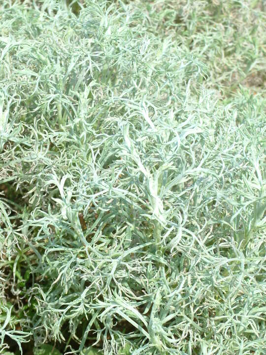 Artemisia alba 'Canescens'