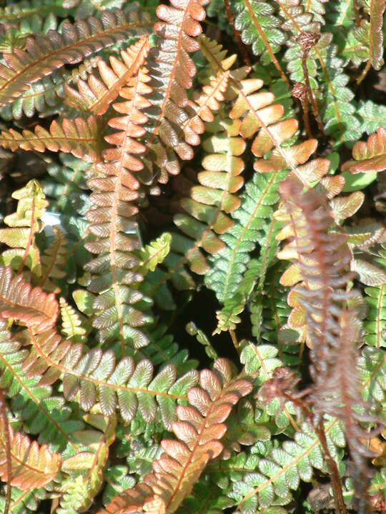 Blechnum penna-marina subsp. alpinum Paradise Form
