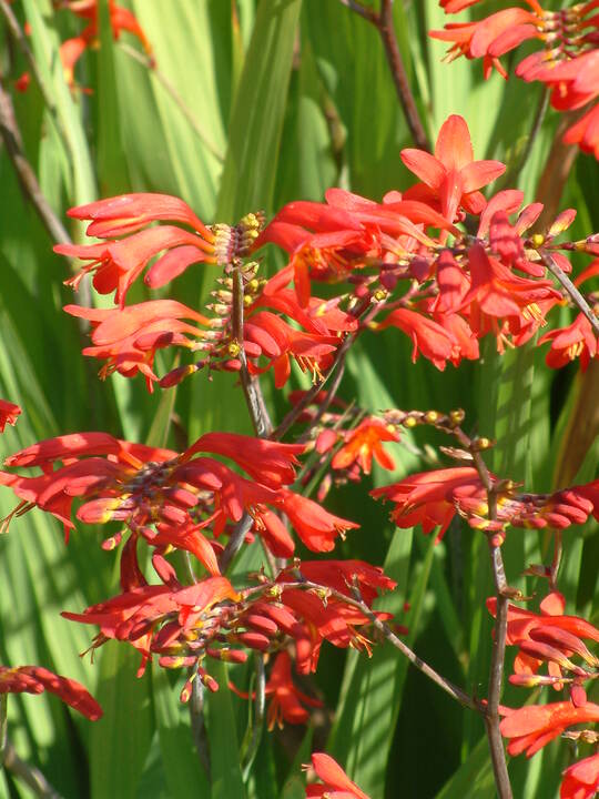 Crocosmia 'Emberglow'