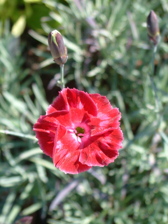 Dianthus 'Brympton Red'