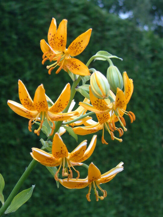 Lilium hansonii