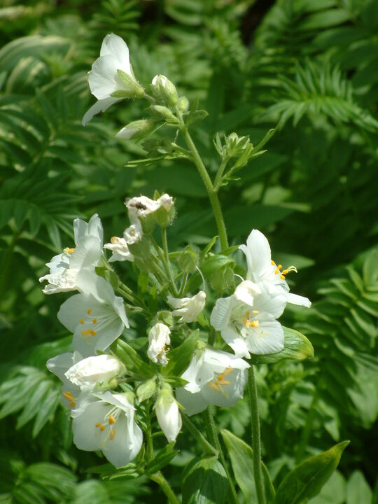 Polemonium caerulum subsp. caeruleum f. album