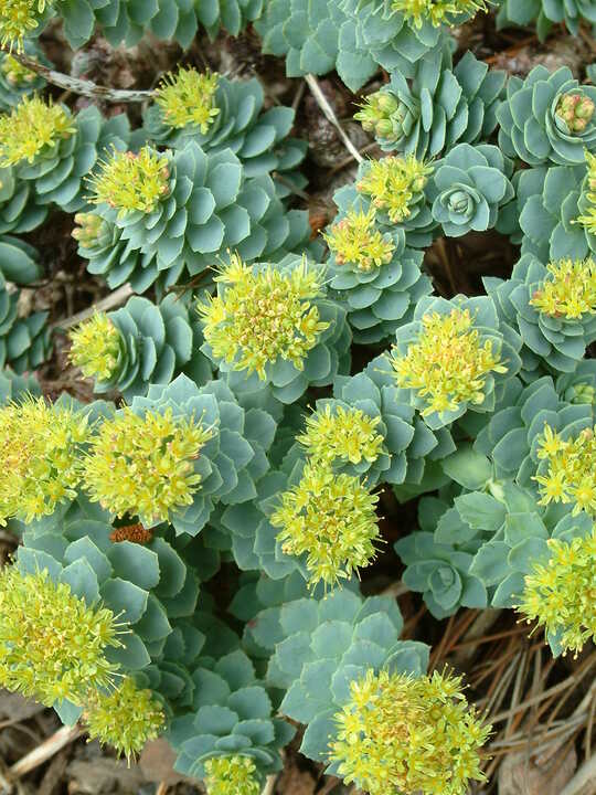 Dry area plants Rhodiola rosea The Beth Chatto Gardens