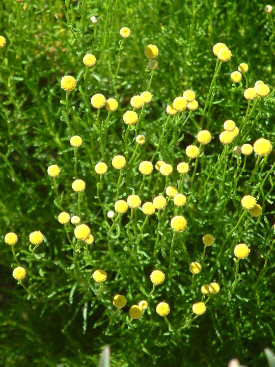 Santolina rosmarinifolia subsp. rosmarinifolia