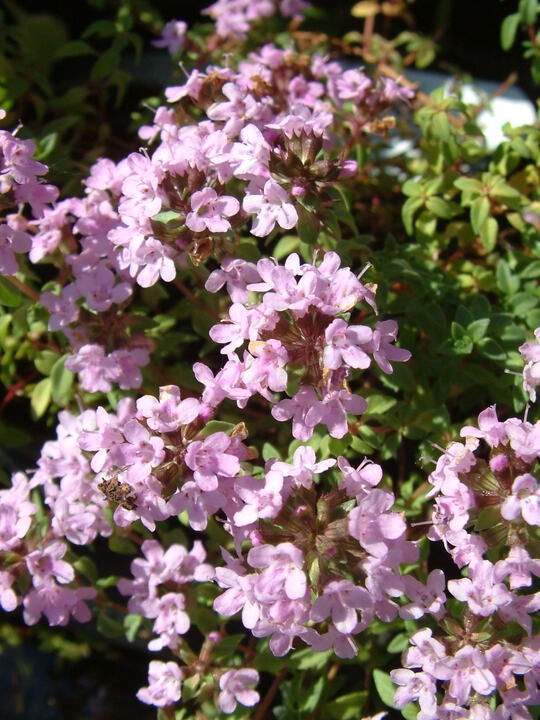 Thymus herba barona 'Caraway-scented'