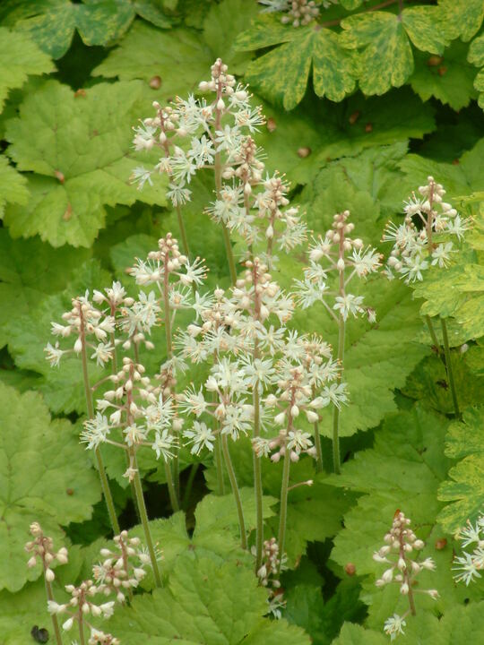 Shade Plants | Tiarella cordifolia - The Beth Chatto Gardens