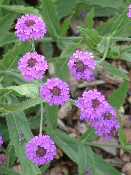 Dry Area Plants Verbena rigida The Beth Chatto Gardens