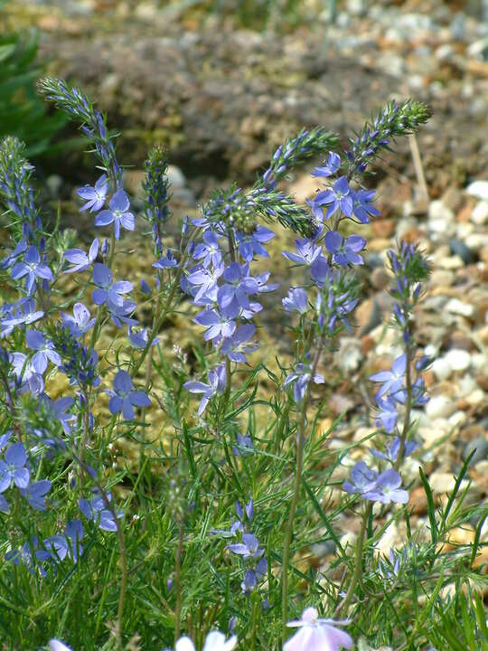 Veronica austriaca 'Ionian Skies'