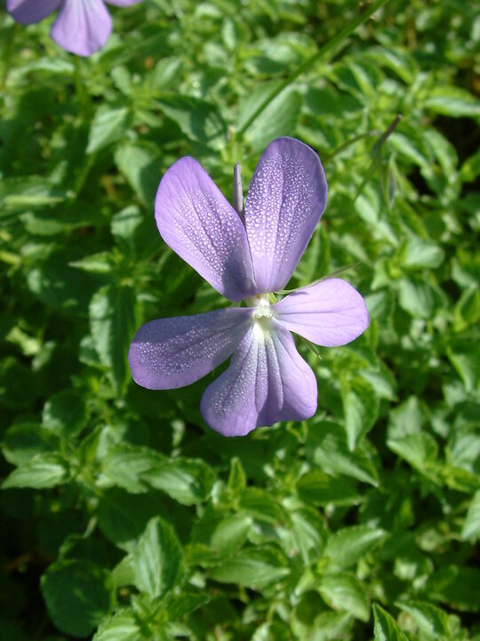 Viola cornuta Lilacina Group