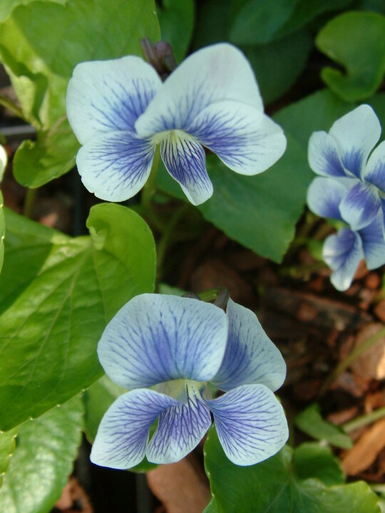 Viola sororia 'Priceana'