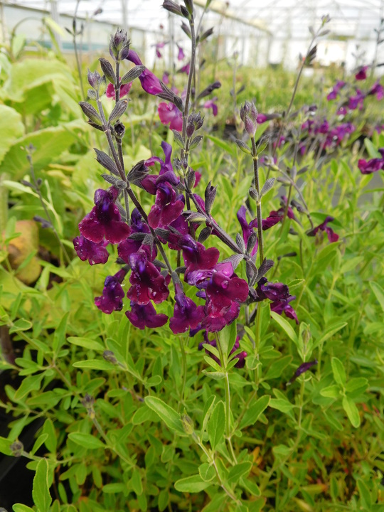 Salvia 'Nachtvlinder'