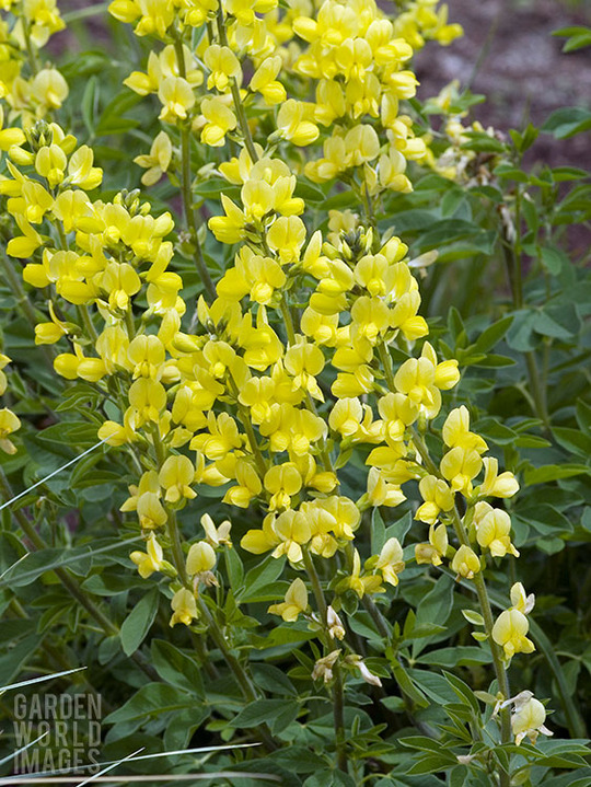 Baptisia sphaerocarpa