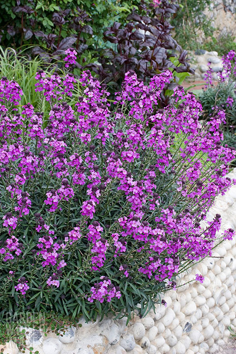 Erysimum 'Bowles's Mauve' - Beth Chatto's Plants & Gardens