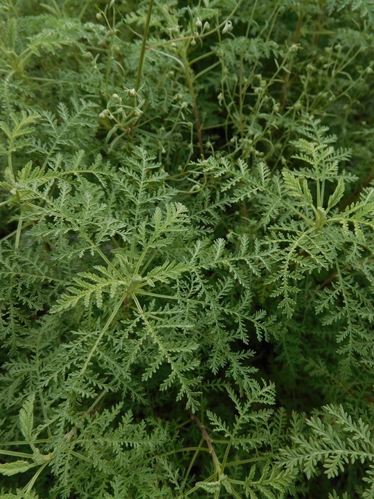 Artemisia abrotanum 'Courson'