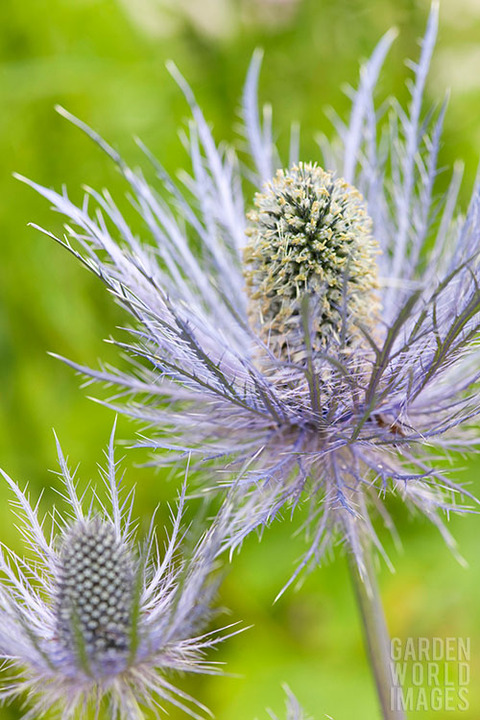 Eryngium alpinum 'Donard'