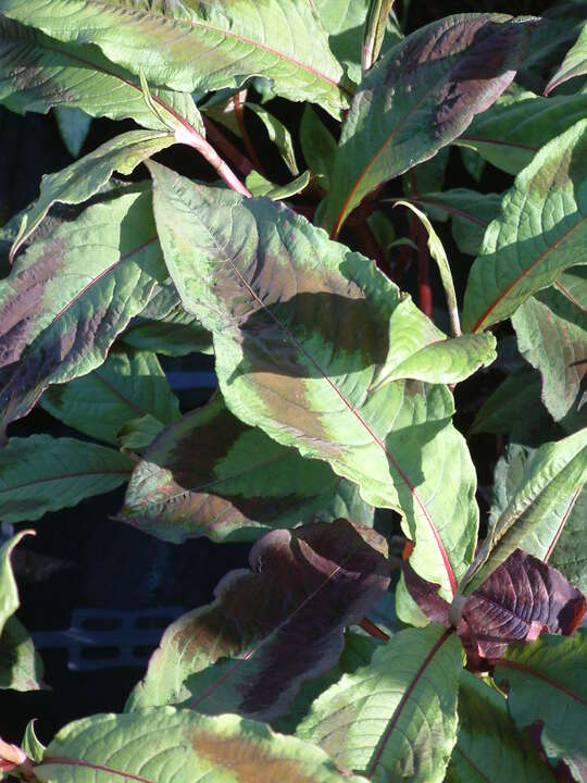 Persicaria virginiana var. filiformis 'Compton's Red'