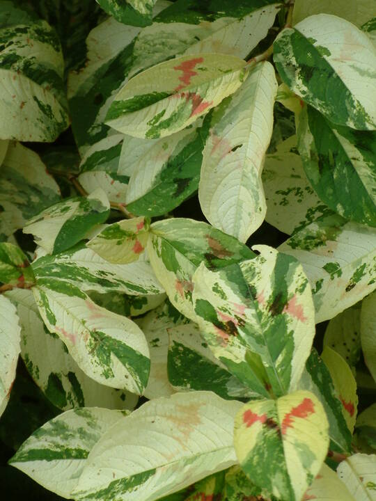 Persicaria virginiana (Variegated Group) 'Painter's Palette' 